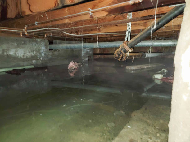 Best Local water damage restoration  in Detroit Lakes, MN